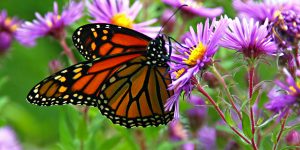 Monarch_Butterfly_low