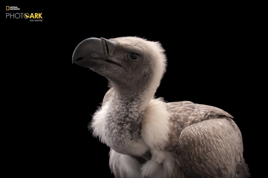 A critically endangered African white backed vulture, Gyps africanus, at the Cleveland Metroparks Zoo.

© Photo by Joel Sartore/National Geographic Photo Ark