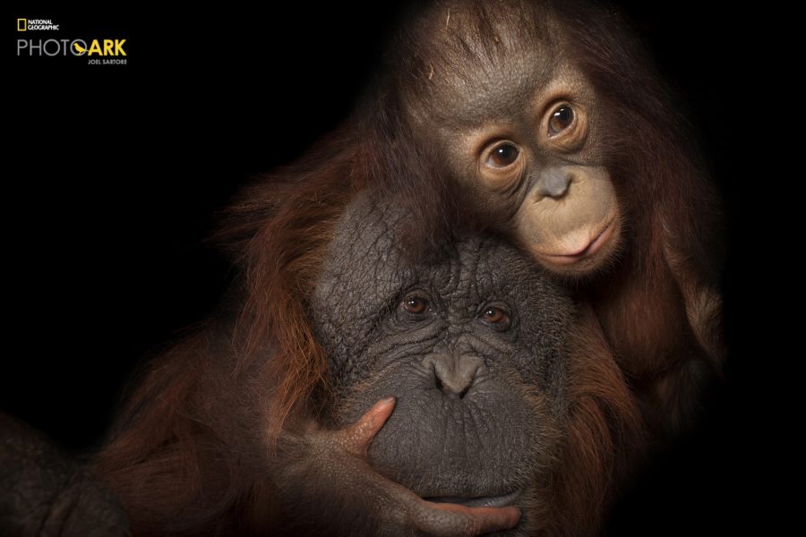 An endangered baby Bornean orangutan, Pongo pygmaeus, named Aurora, with her adoptive mother, Cheyenne, a Bornean/Sumatran cross, Pongo pygmaeus x abelii, at the Houston Zoo.

© Photo by Joel Sartore/National Geographic Photo Ark