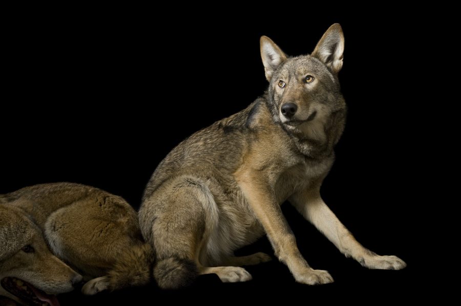 A pair of red wolves, Canis rufus gregoryi, at the Great Plains Zoo.

© Photo by Joel Sartore/National Geographic Photo Ark