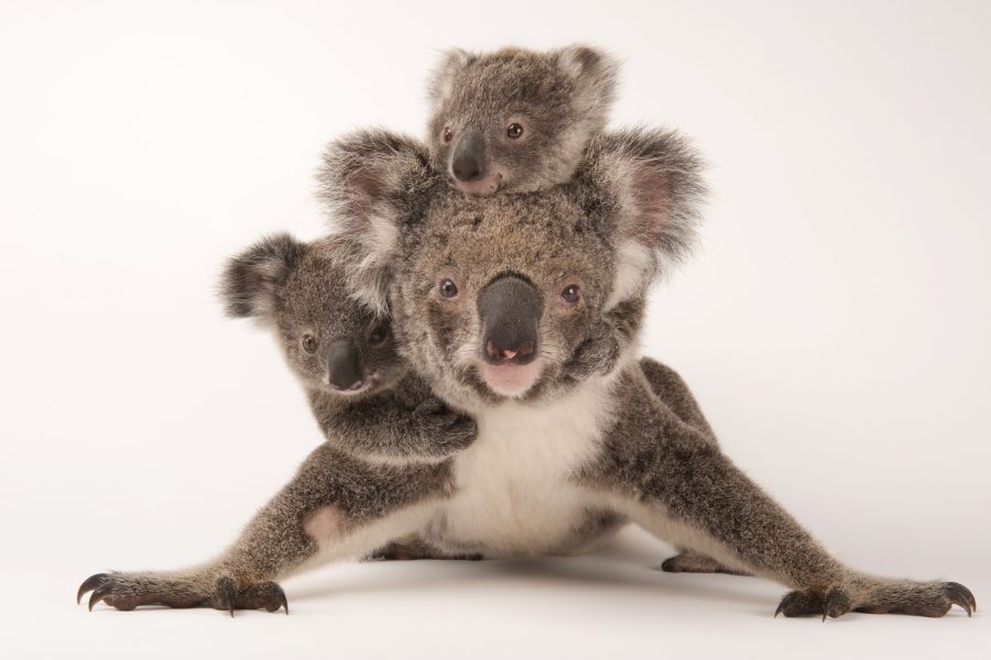 A federally threatened koala, Phascolarctos cinereus, with her babies at the Australia Zoo Wildlife Hospital.

© Photo by Joel Sartore/National Geographic Photo Ark