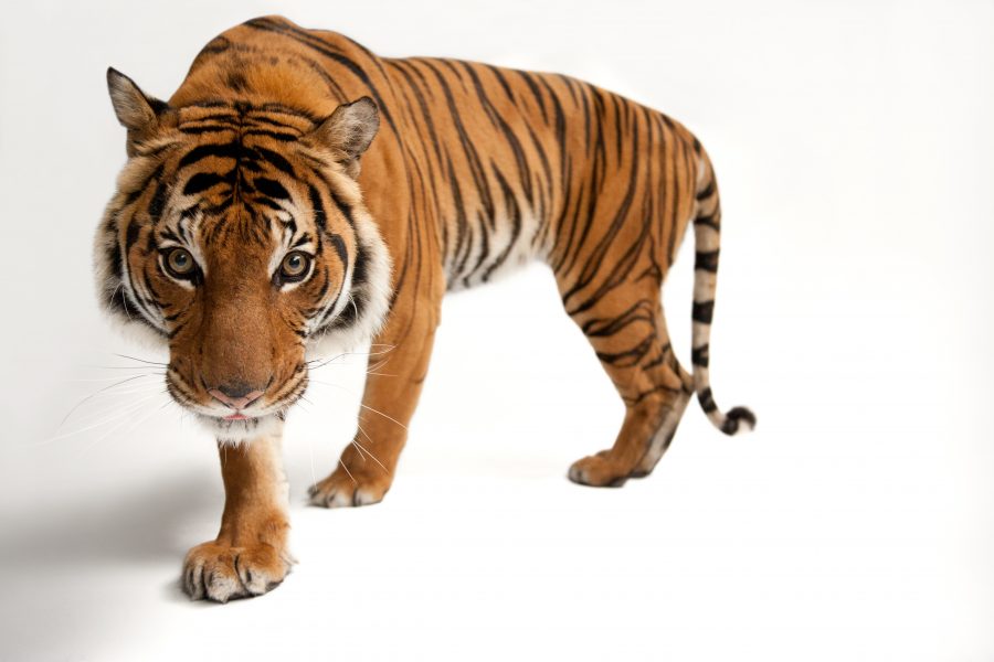 An endangered Malayan tiger, Panthera tigris jacksoni, at Omaha Henry Doorly Zoo.

© Photo by Joel Sartore/National Geographic Photo Ark