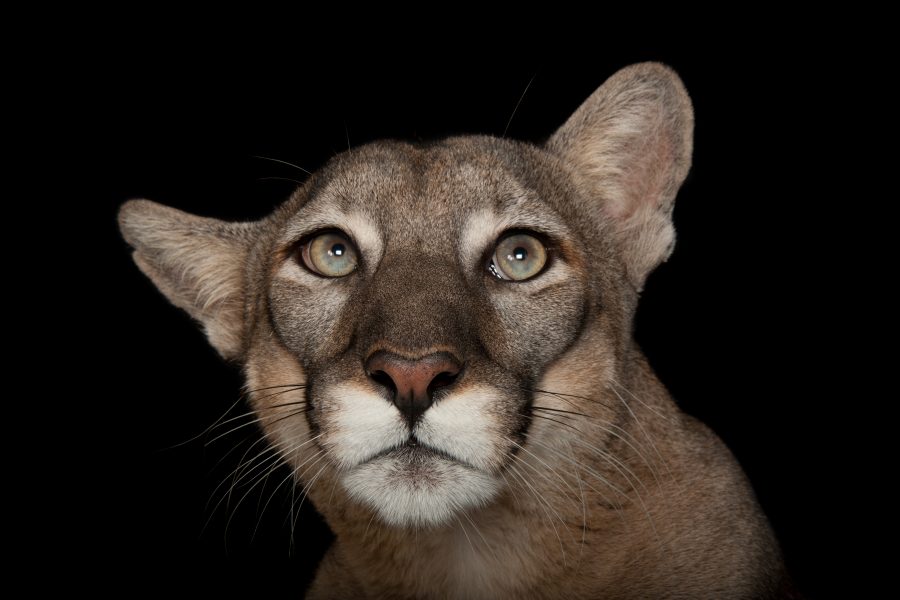 A federally endangered Florida panther, Puma concolor coryi, at Tampa's Lowry Park Zoo.

© Photo by Joel Sartore/National Geographic Photo Ark