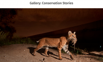 Gallery: Conservation Stories