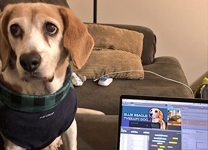 Ellie Beagle Therapy Dog