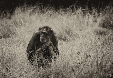 A grayscale selective focus shot of a sad black chimpanzee sitting thinking about life