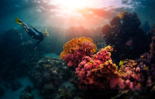 Woman,Freediver,Swims,Underwater,And,Explores,Vivid,Coral,Reefs.,Tilt